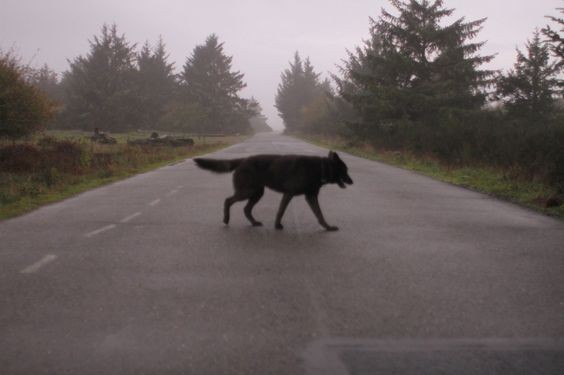 ¿Sabés como aman los perros callejeros?
