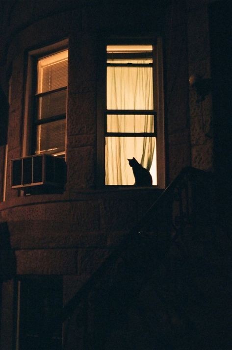 El Gato