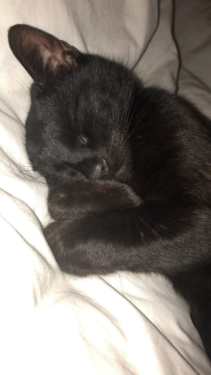 Mi gatito negro 