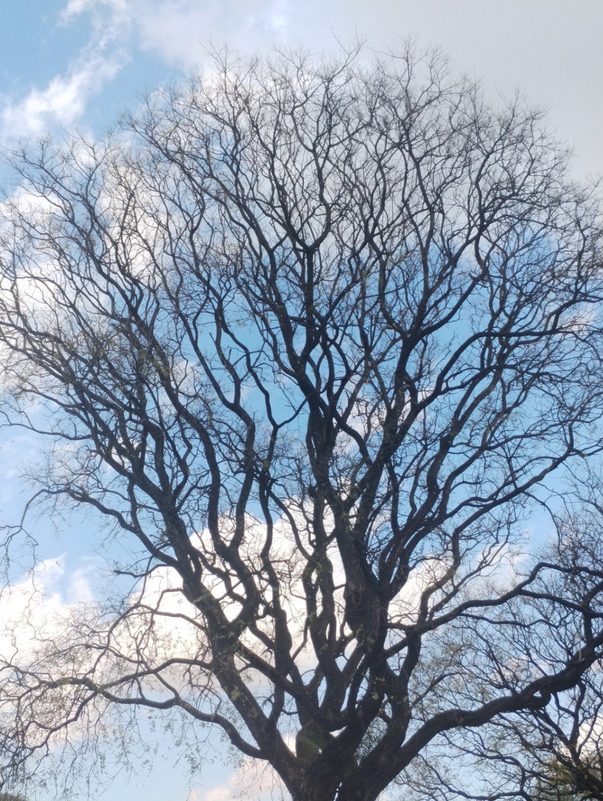 Raices sembradas en el aire 