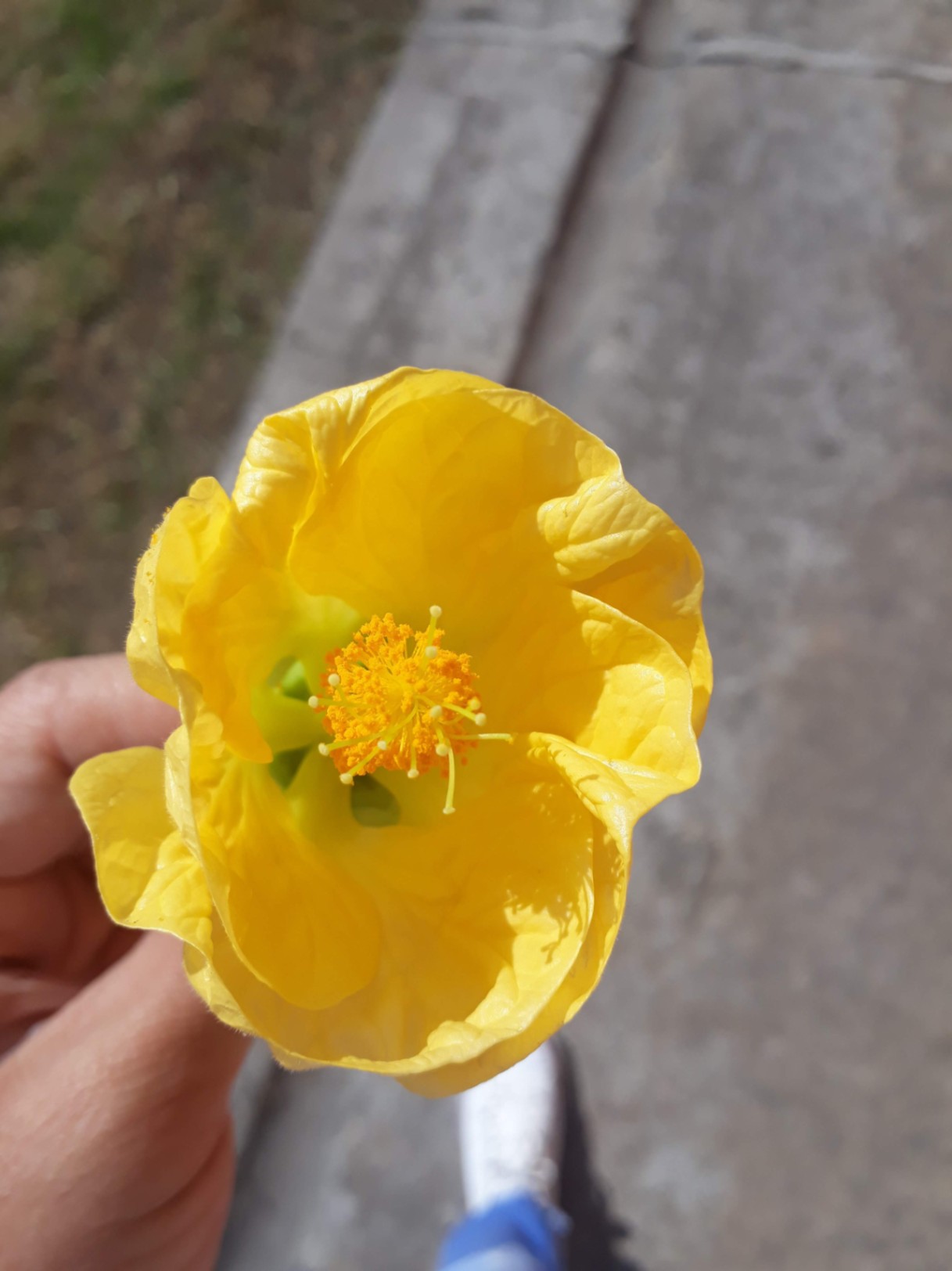 Amarillo