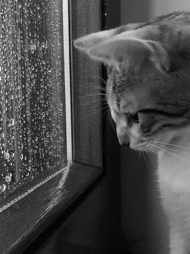 Pienso