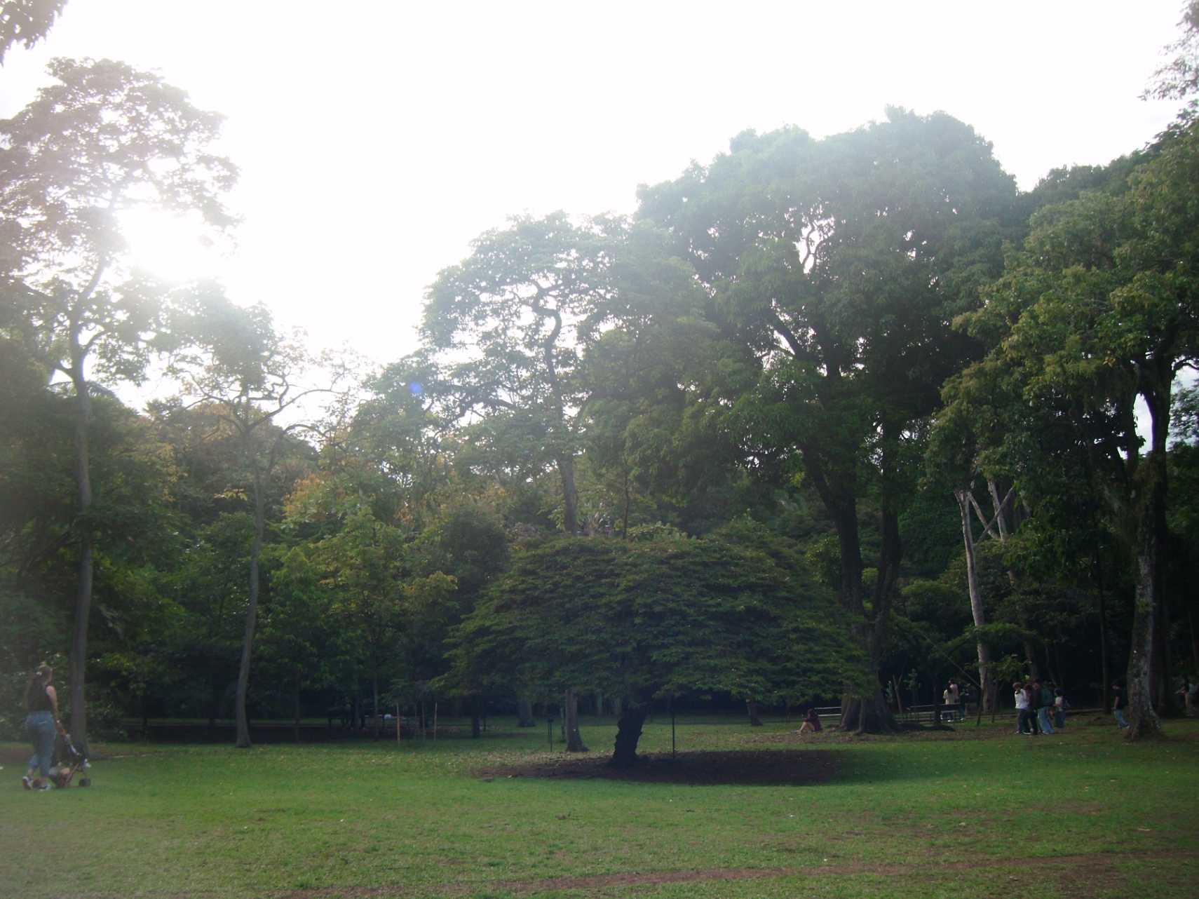 Passiflora  cover img