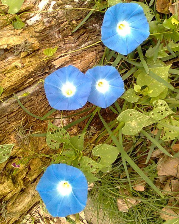 La tristeza de las flores silvestres 