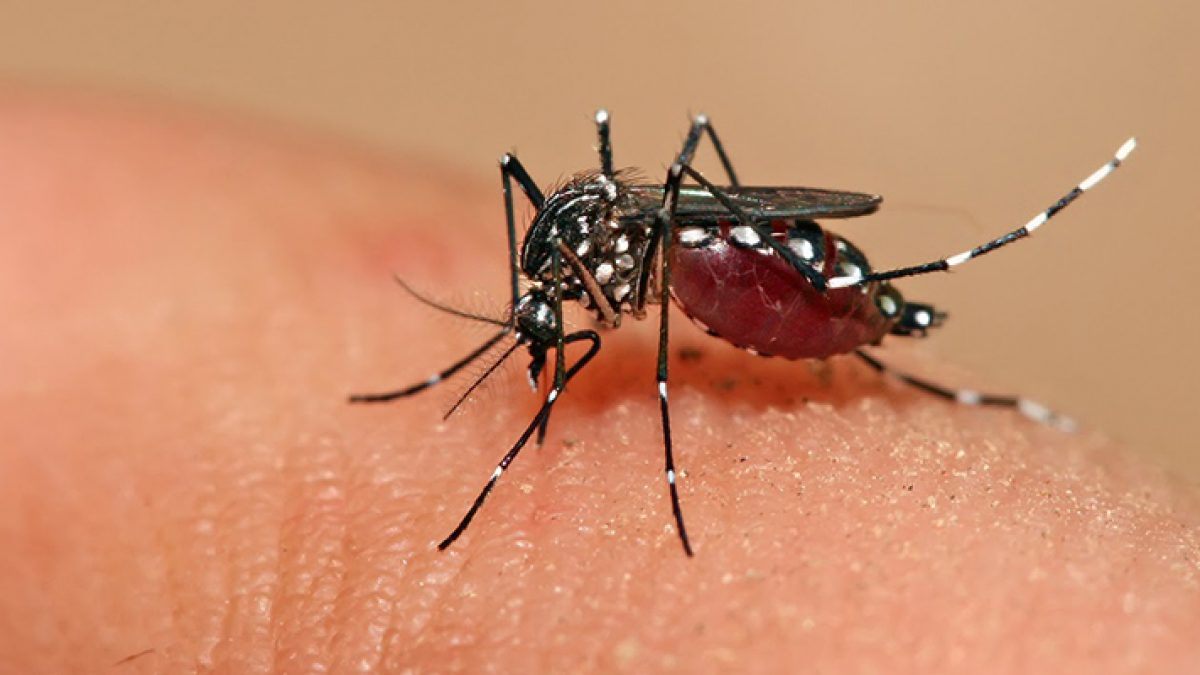Invasión de mosquitos y dengue en Argentina: A qué se debe y cómo combatirla