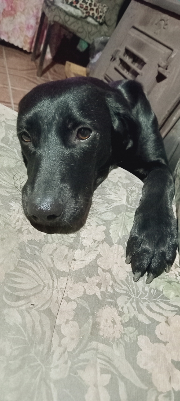 Tengo que dejar ir a mi perro.
