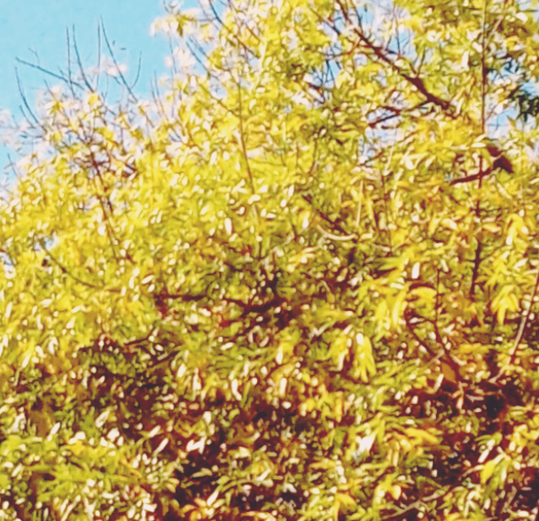 El Otoño: tiempo para la ilusión