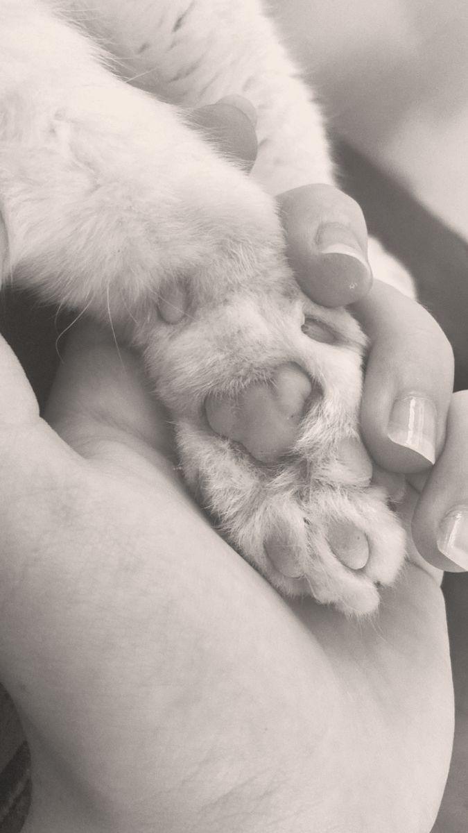 Carta de agradecimiento para mi compañero animal